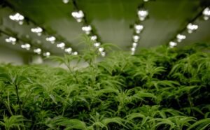 Buy cannabis Online Australia