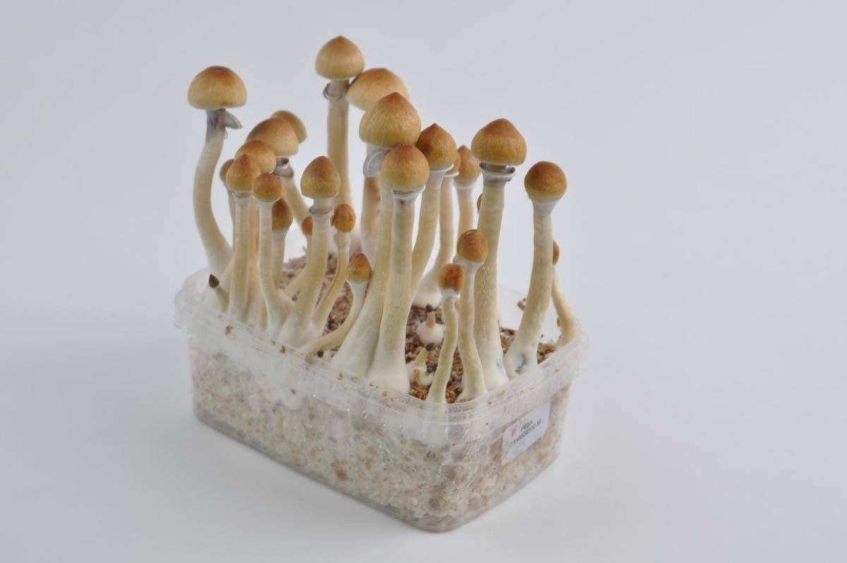 AMAZONIAN SHROOM🍄