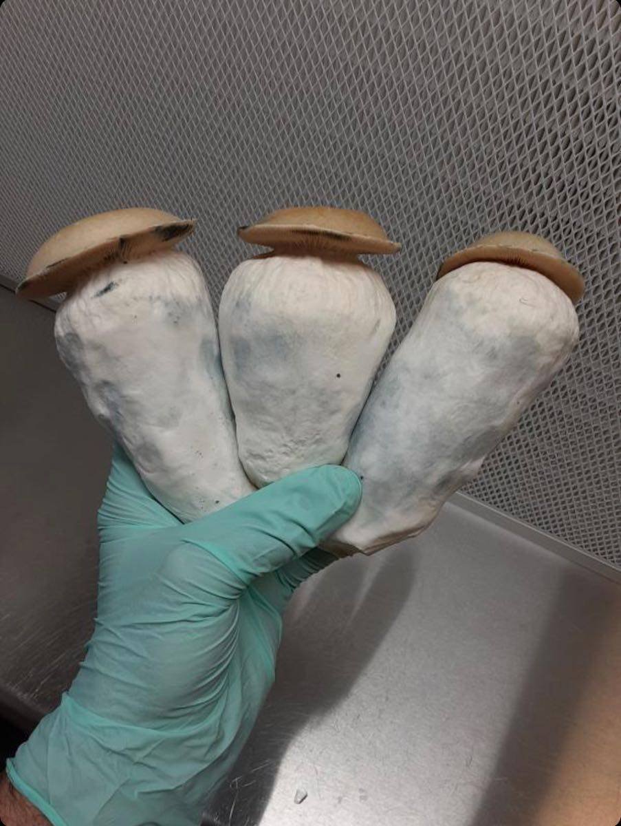 PENIS ENVY SHROOM 🍄