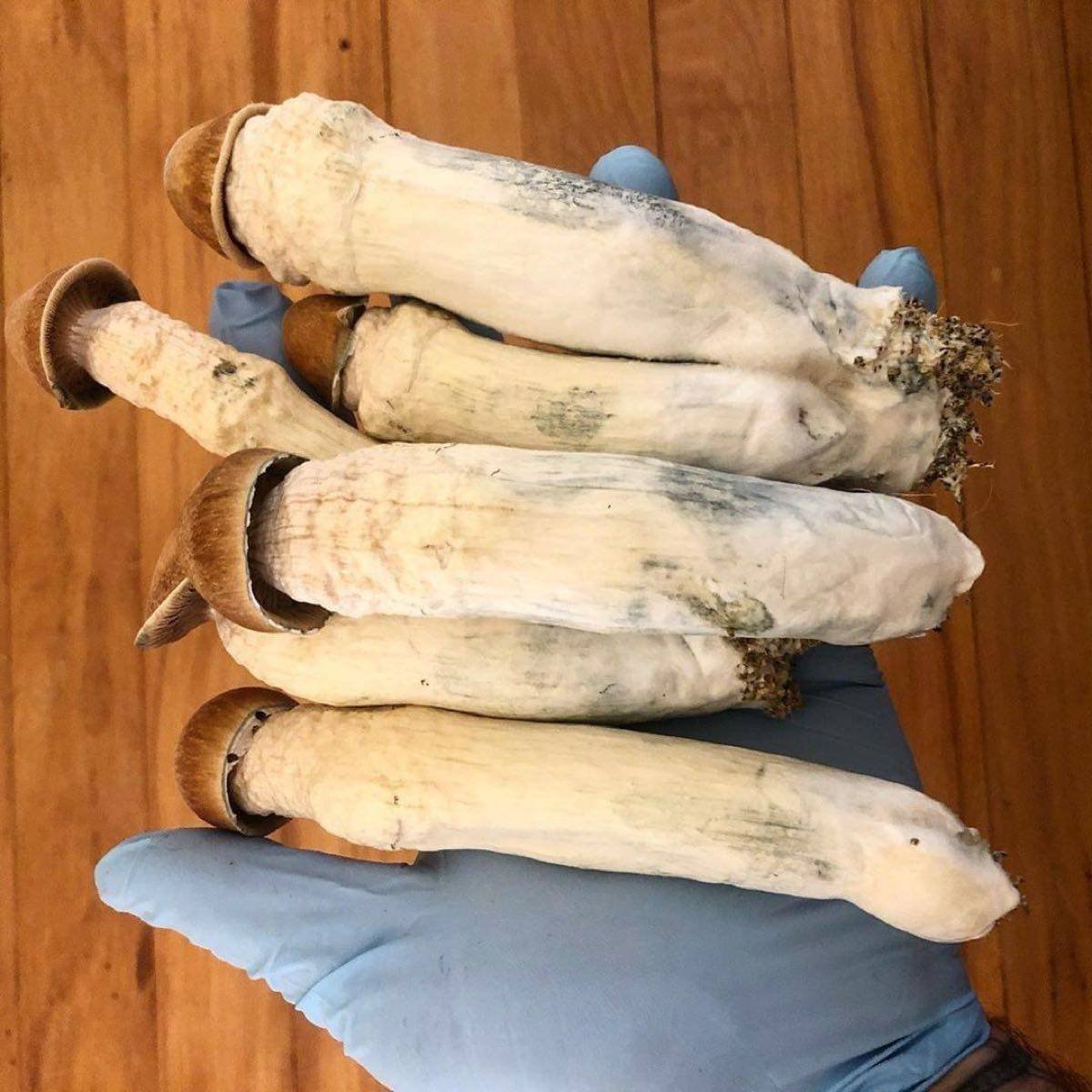 PENIS ENVY SHROOM 🍄