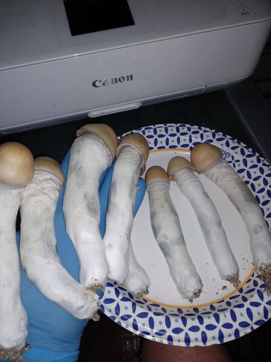 PENIS ENVY SHROOM 🍄