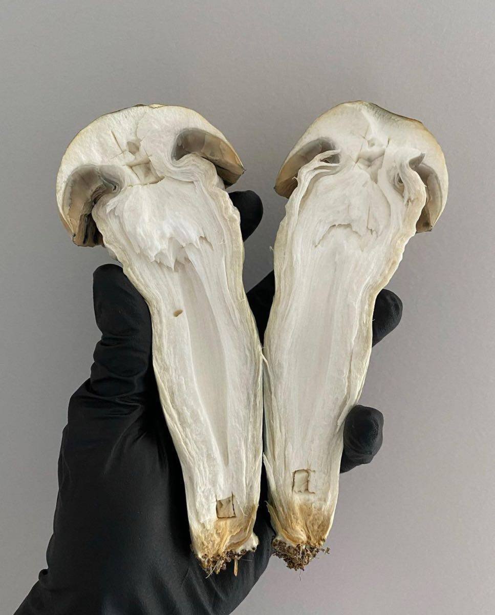 PENIS ENVY SHROOM 🍄