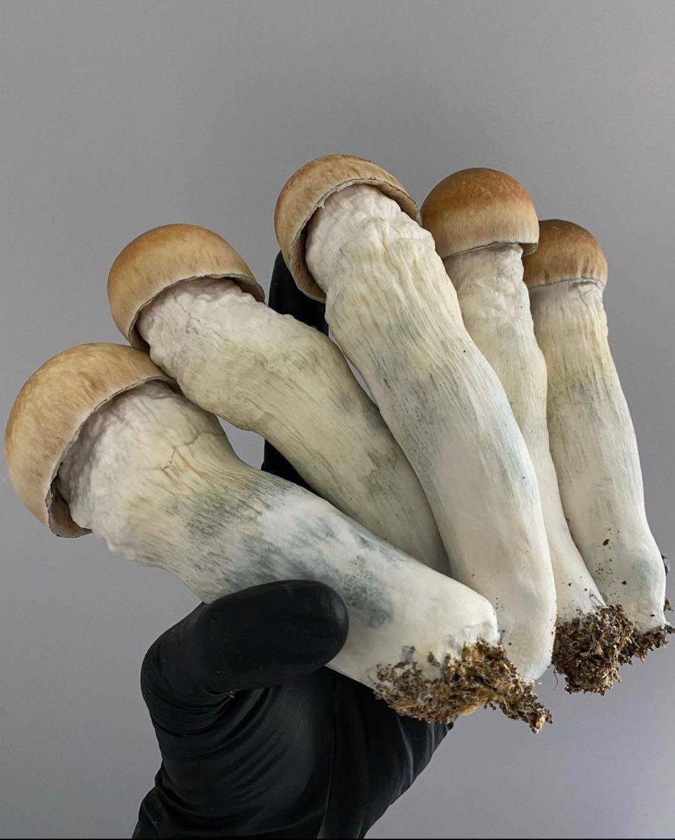 PENIS ENVY SHROOM 🍄