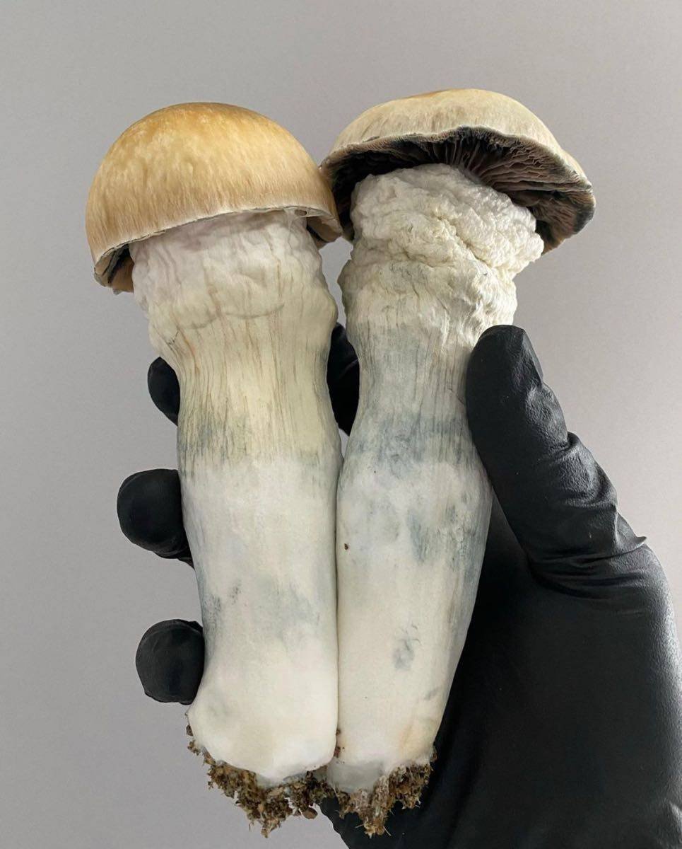 PENIS ENVY SHROOM 🍄