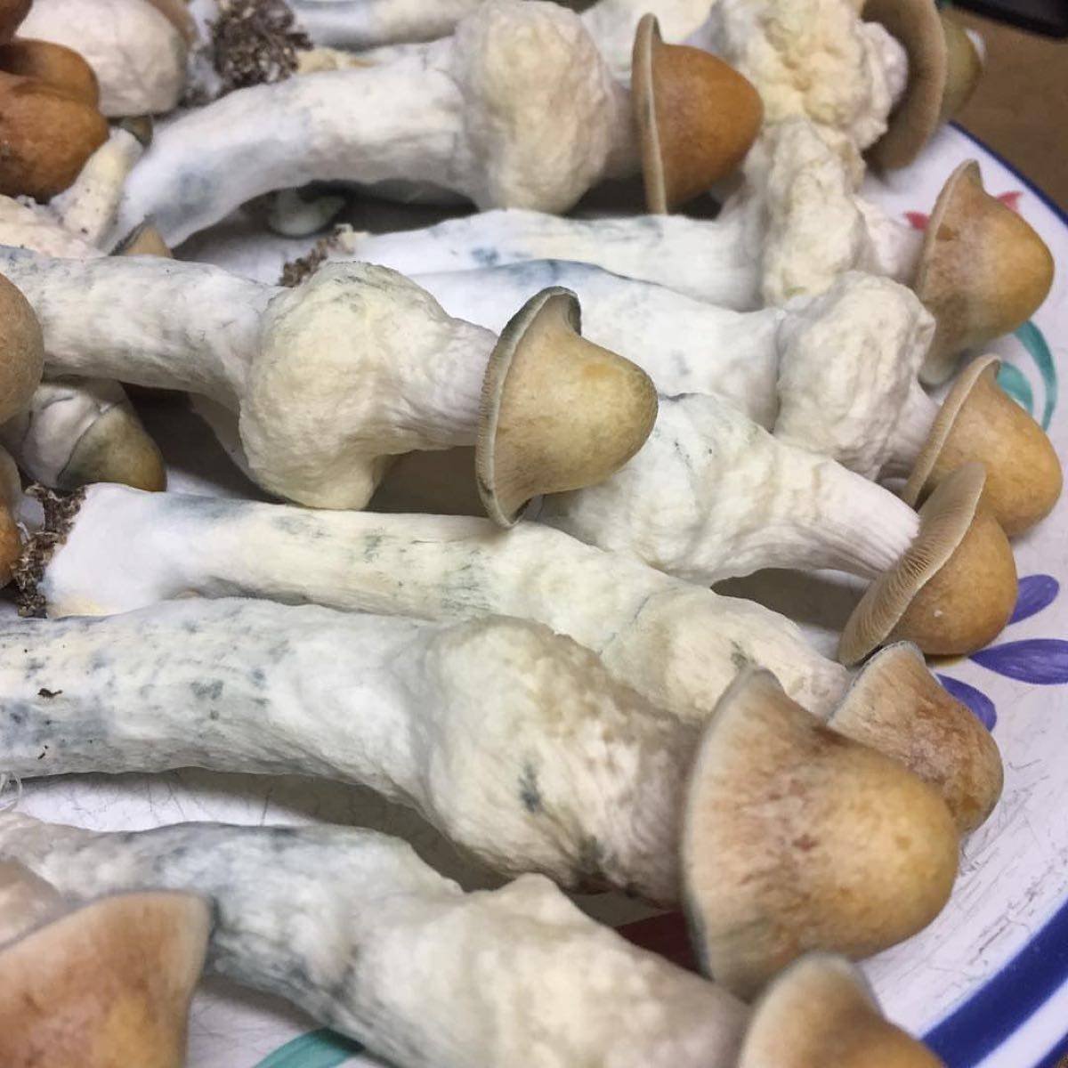 PENIS ENVY SHROOM 🍄