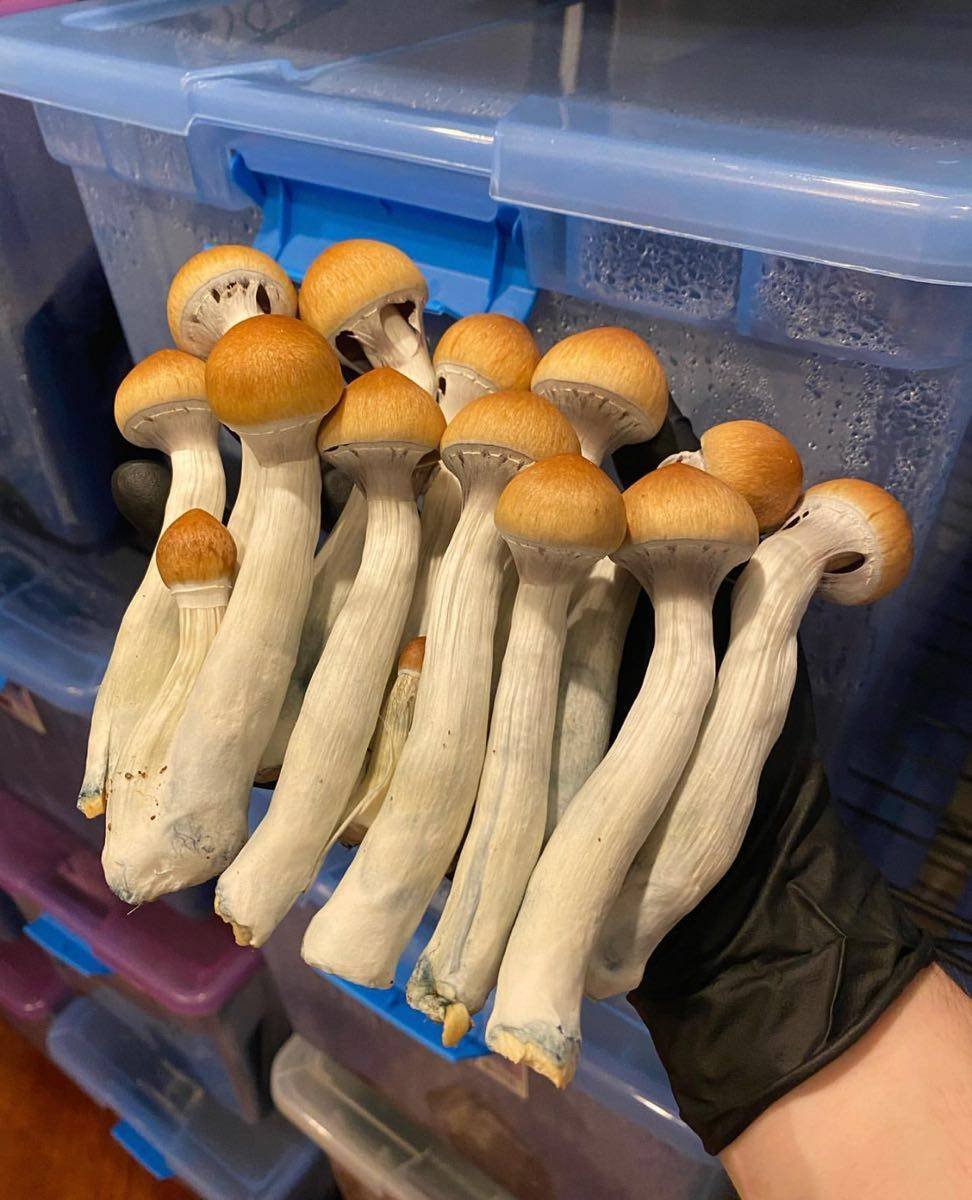 BLUE MEANIES SHROOM🍄
