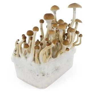 b mushrooms grow kit