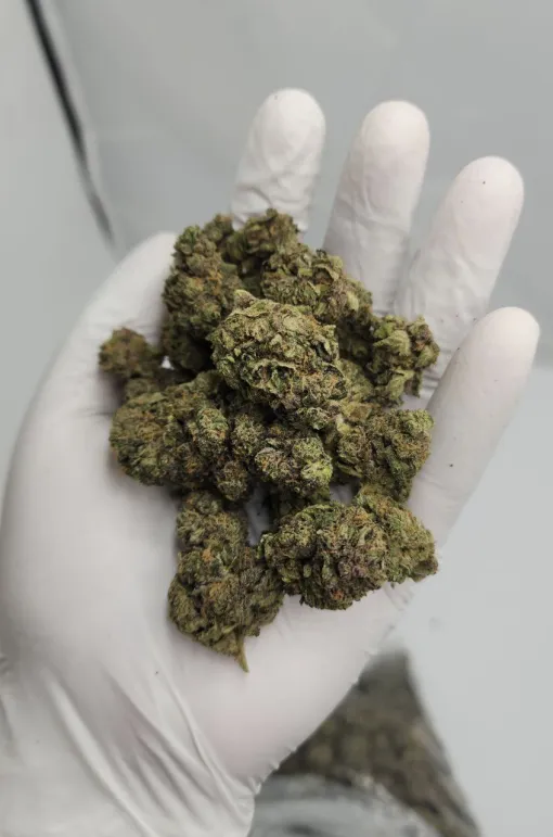 Gary Payton Hybrid Strain THC 30-35%