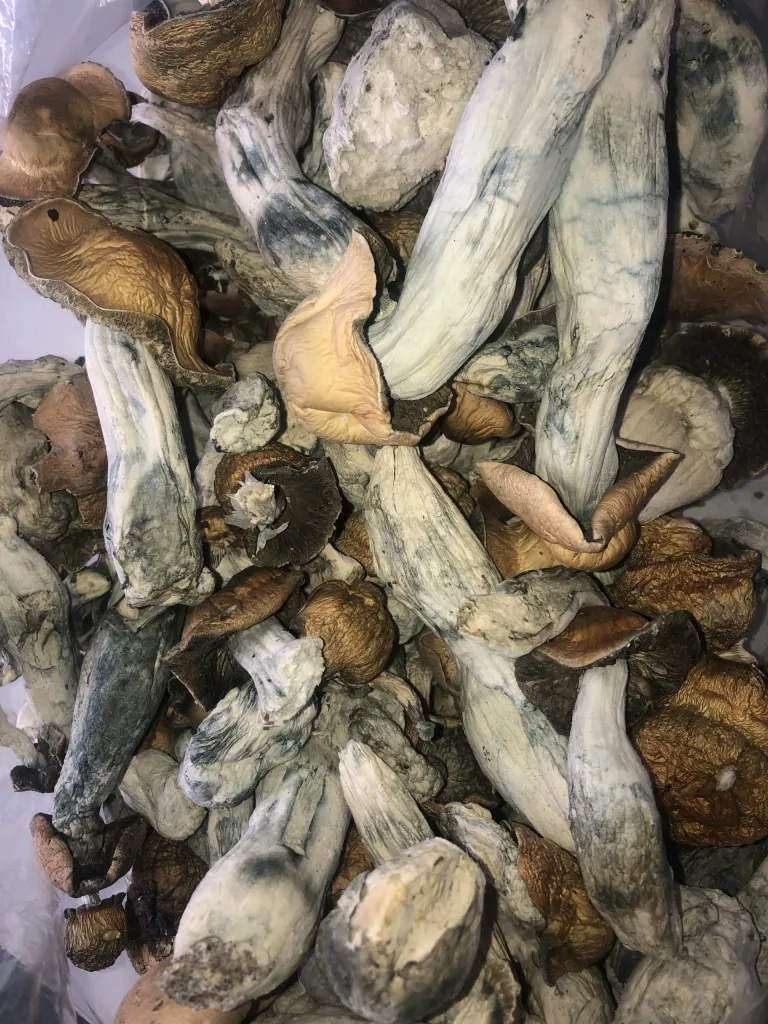 Albino Penis Envy
