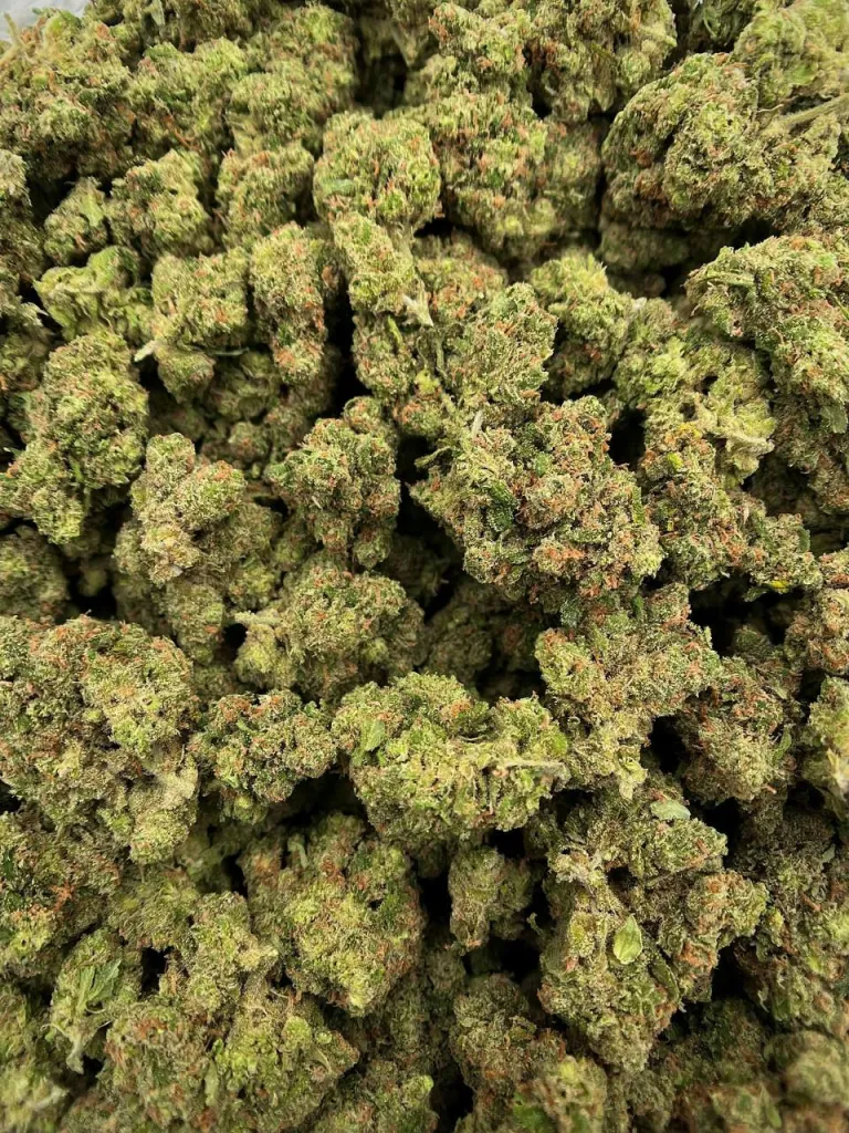 Jack Herer Sativa Dominant Hybrid 30-35% THC