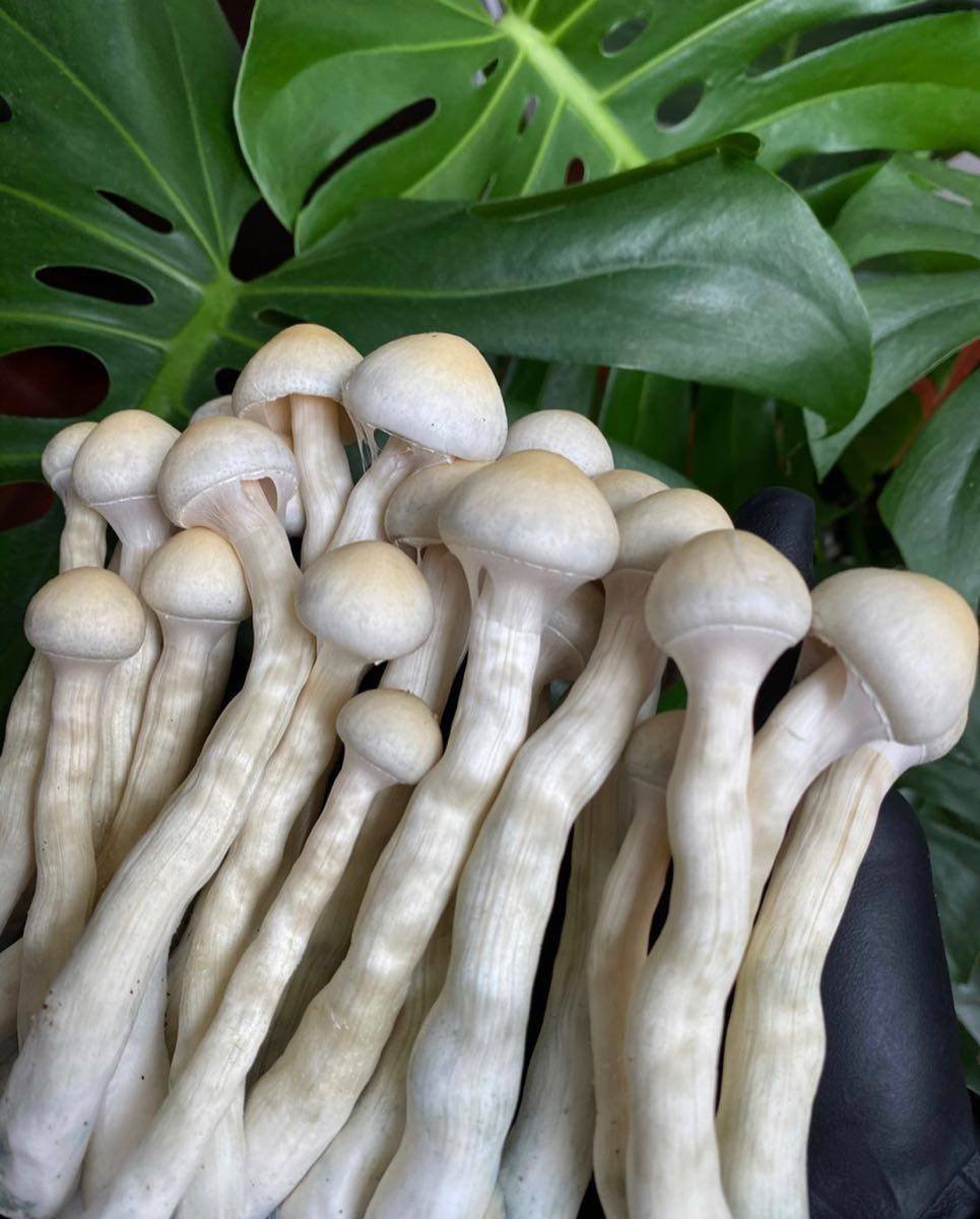 ALBINO A+ SHROOM🍄