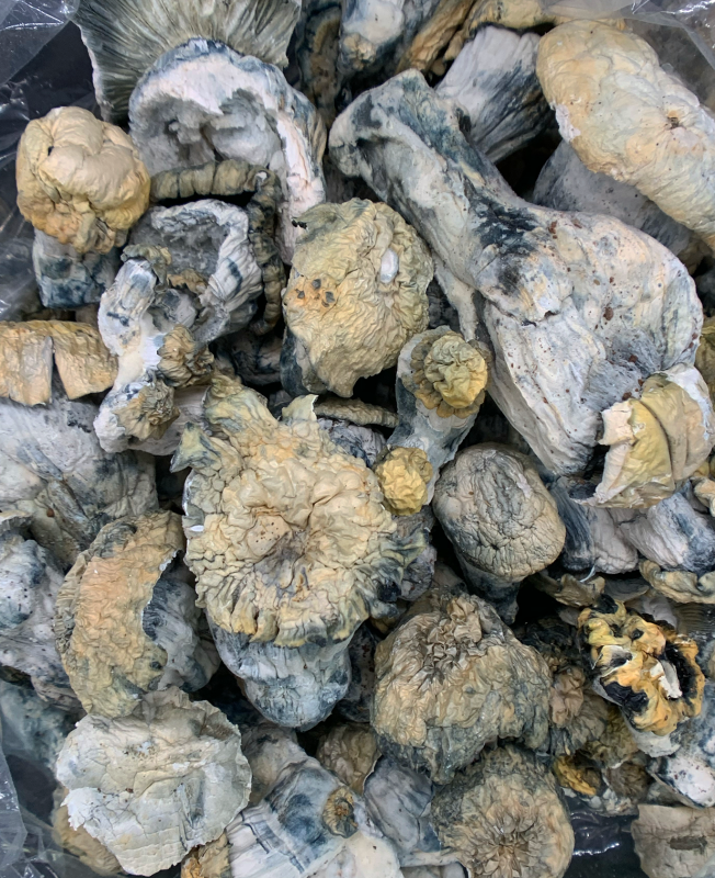 Shakti Magic Mushrooms  (Albino Malabar)