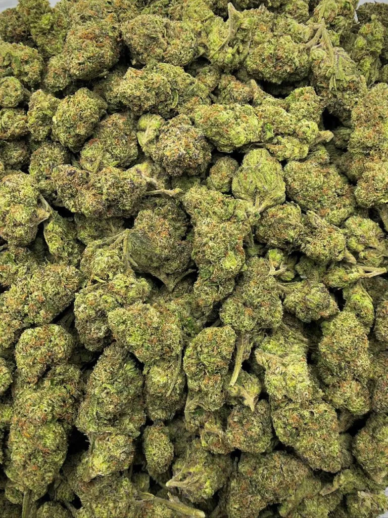Watermelon Blaster Indica Dominant Hybrid 20-29% THC