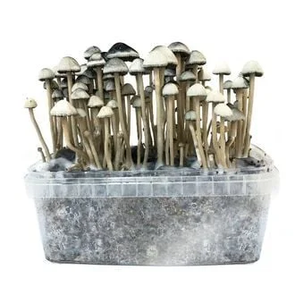 COPELANDIA HAWAIIAN GROW KIT