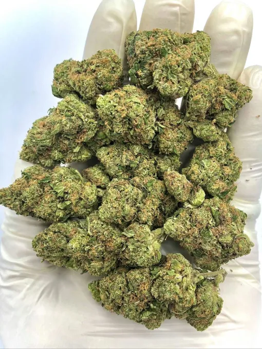 Laughing Gas Hybrid Cannabis Strain THC 21-24%
