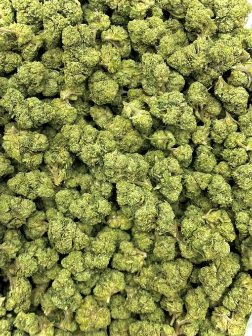Jet Fuel Gelato Hybrid Cannabis Strain THC 23-29%.