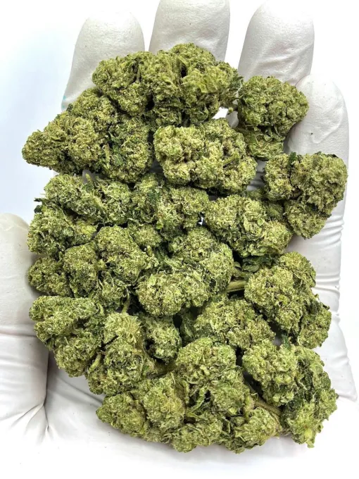 Jet Fuel Gelato Hybrid Cannabis Strain THC 23-29%.
